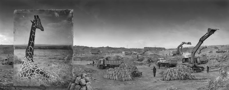 Quarry With Giraffe